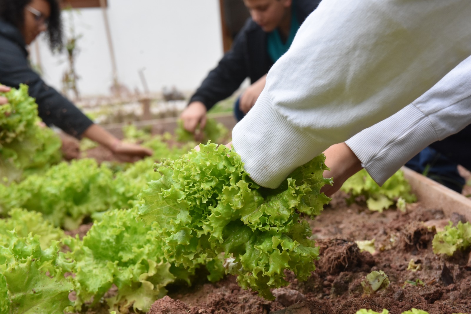 Imagem JPG, Prefeitura de São Francisco do Sul incentiva Agricultura Familiar com Chamada Pública para fornecimento de alimentos à merenda escolar