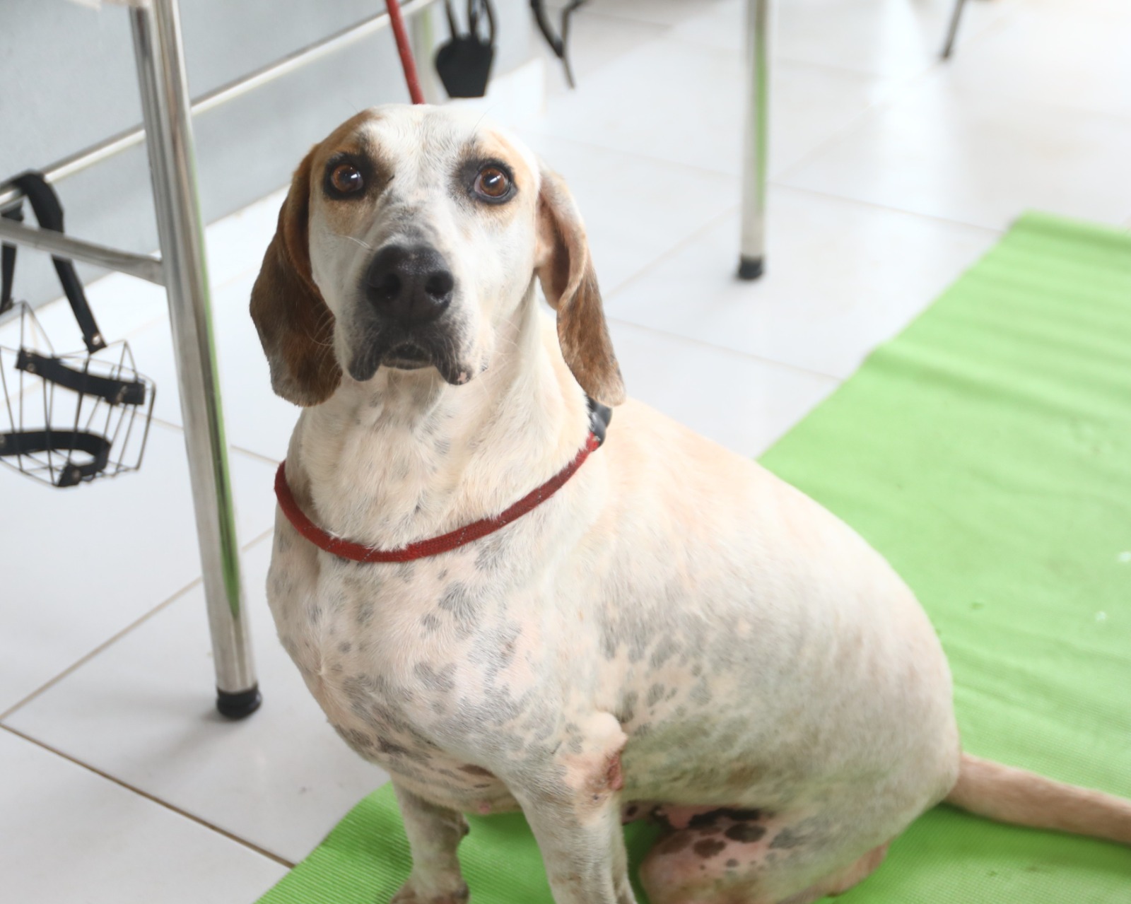 Imagem JPG, Feira Virtual de Adoção em São Francisco do Sul ganha campanha especial no Mês do Trabalhador