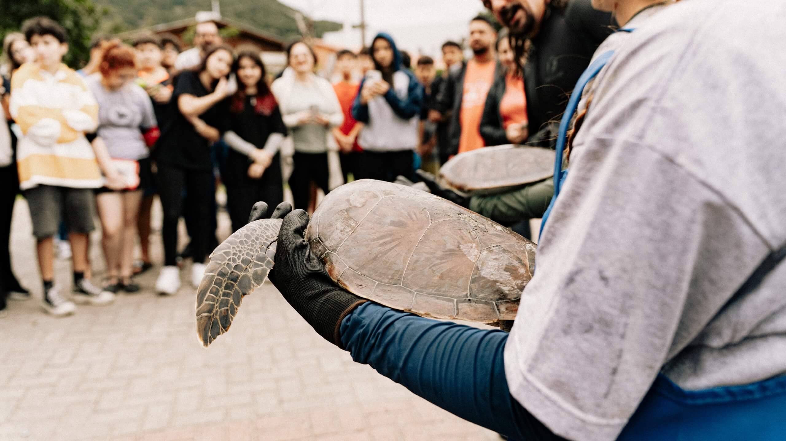 Imagem JPG, Dia da tartaruga: Alunos da Escola Paiva participam de atividade de monitoramento da espécie na Praia da Armação
