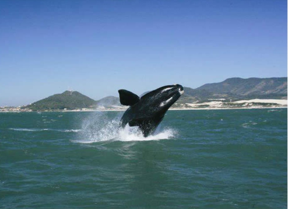 Baleias se Comunicam